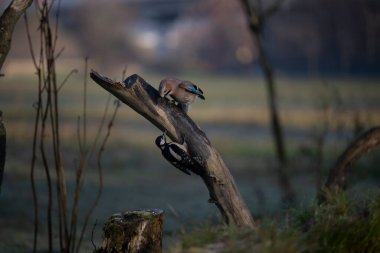 foto di vari uccellini ripresi da un capanno in Italia varie specie