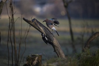 foto di vari uccellini ripresi da un capanno in Italia varie specie