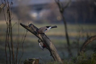 foto di vari uccellini ripresi da un capanno in Italia varie specie