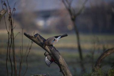 foto di vari uccellini ripresi da un capanno in Italia varie specie