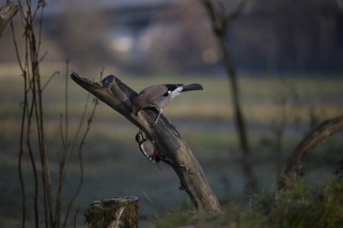 foto di vari uccellini ripresi da un capanno in Italia varie specie