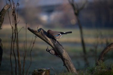foto di vari uccellini ripresi da un capanno in Italia varie specie