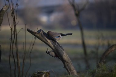 foto di vari uccellini ripresi da un capanno in Italia varie specie
