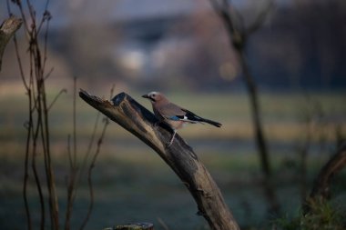 foto di vari uccellini ripresi da un capanno in Italia varie specie
