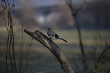 foto di vari uccellini ripresi da un capanno in Italia varie specie