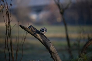 foto di vari uccellini ripresi da un capanno in Italia varie specie