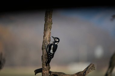 foto di vari uccellini ripresi da un capanno in Italia varie specie