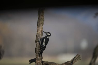 foto di vari uccellini ripresi da un capanno in Italia varie specie