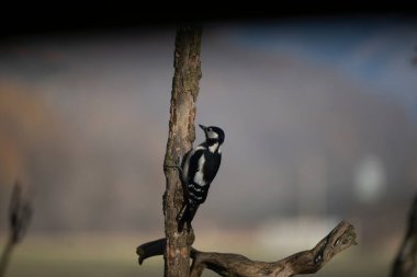 foto di vari uccellini ripresi da un capanno in Italia varie specie