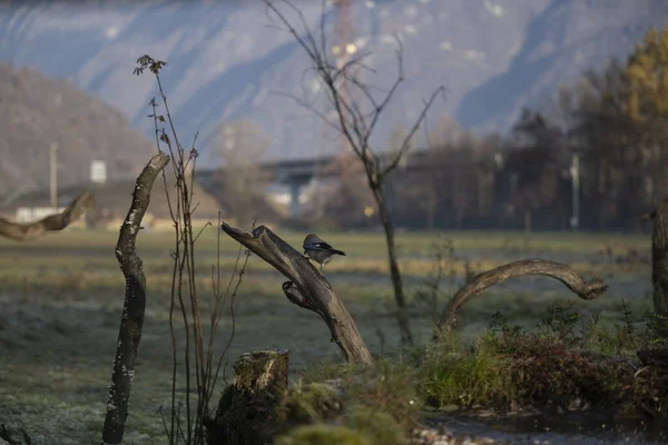 foto di vari uccellini ripresi da un capanno in Italia varie specie