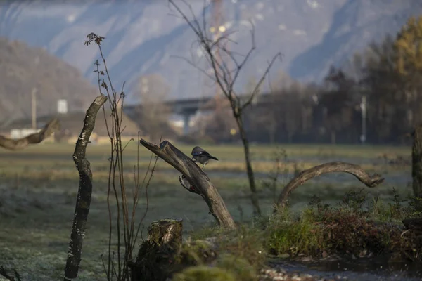 foto di vari uccellini ripresi da un capanno in Italia varie specie
