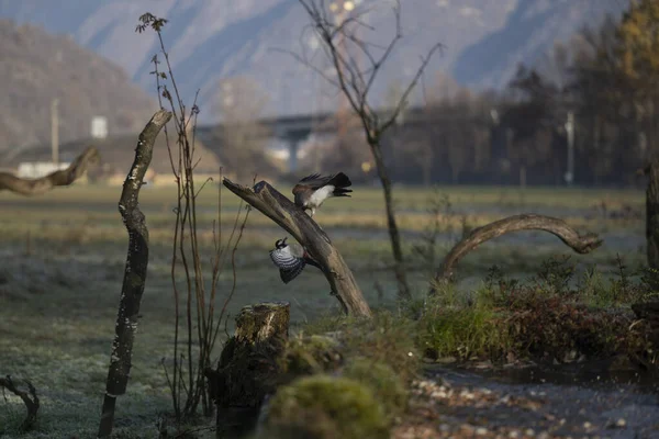 foto di vari uccellini ripresi da un capanno in Italia varie specie