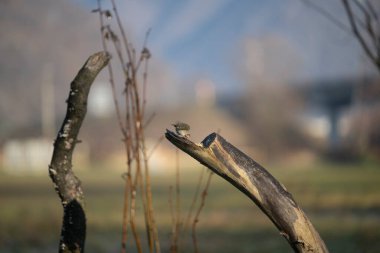 foto di vari uccellini ripresi da un capanno in Italia varie specie
