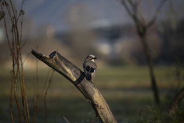 foto di vari uccellini ripresi da un capanno in Italia varie specie