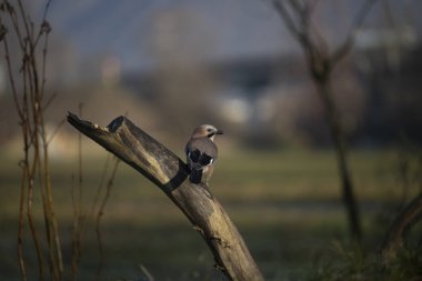 foto di vari uccellini ripresi da un capanno in Italia varie specie
