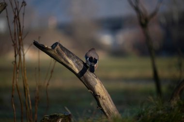 foto di vari uccellini ripresi da un capanno in Italia varie specie