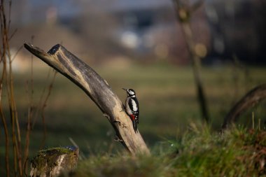 foto di vari uccellini ripresi da un capanno in Italia varie specie