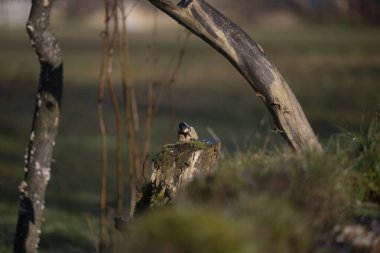 foto di vari uccellini ripresi da un capanno in Italia varie specie