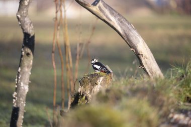 foto di vari uccellini ripresi da un capanno in Italia varie specie
