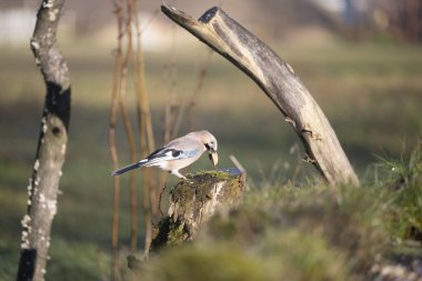foto di vari uccellini ripresi da un capanno in Italia varie specie