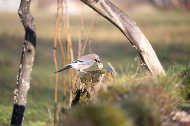 foto di vari uccellini ripresi da un capanno in Italia varie specie