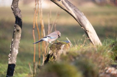 foto di vari uccellini ripresi da un capanno in Italia varie specie