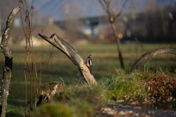 foto di vari uccellini ripresi da un capanno in Italia varie specie