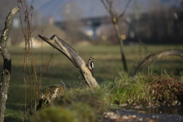 foto di vari uccellini ripresi da un capanno in Italia varie specie