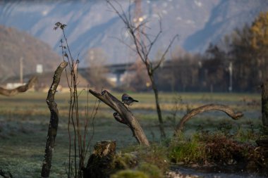 foto di vari uccellini ripresi da un capanno in Italia varie specie