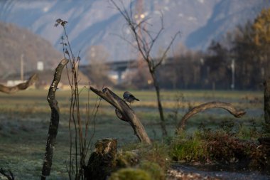 foto di vari uccellini ripresi da un capanno in Italia varie specie