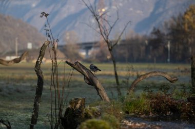 foto di vari uccellini ripresi da un capanno in Italia varie specie