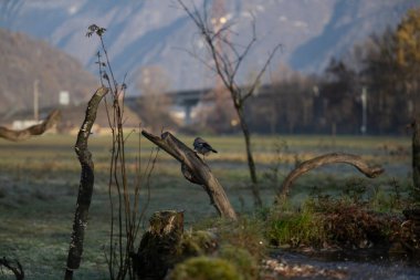 foto di vari uccellini ripresi da un capanno in Italia varie specie