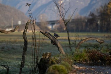 foto di vari uccellini ripresi da un capanno in Italia varie specie
