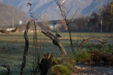 foto di vari uccellini ripresi da un capanno in Italia varie specie