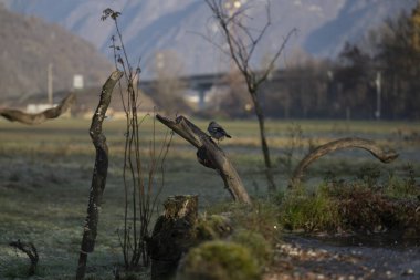 foto di vari uccellini ripresi da un capanno in Italia varie specie