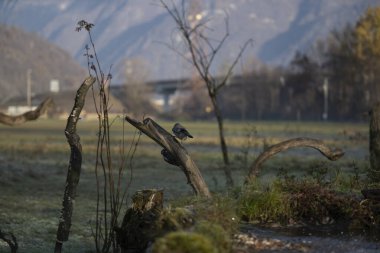 foto di vari uccellini ripresi da un capanno in Italia varie specie