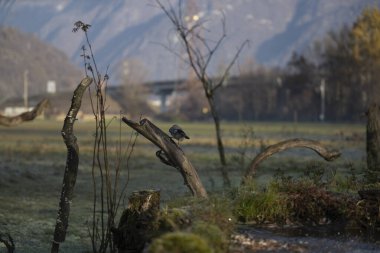 foto di vari uccellini ripresi da un capanno in Italia varie specie