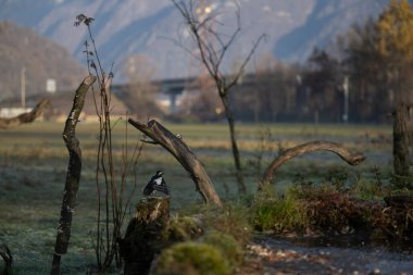 foto di vari uccellini ripresi da un capanno in Italia varie specie