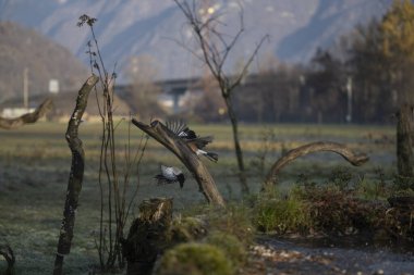 foto di vari uccellini ripresi da un capanno in Italia varie specie
