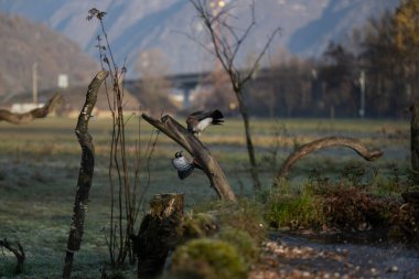 foto di vari uccellini ripresi da un capanno in Italia varie specie