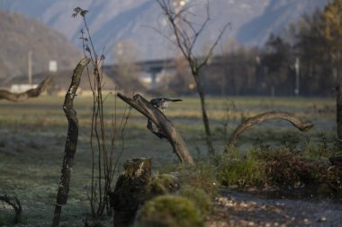 foto di vari uccellini ripresi da un capanno in Italia varie specie