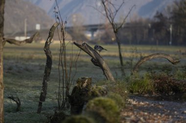 foto di vari uccellini ripresi da un capanno in Italia varie specie