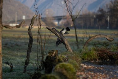 foto di vari uccellini ripresi da un capanno in Italia varie specie