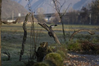 foto di vari uccellini ripresi da un capanno in Italia varie specie