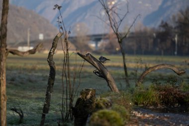 foto di vari uccellini ripresi da un capanno in Italia varie specie
