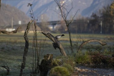 foto di vari uccellini ripresi da un capanno in Italia varie specie
