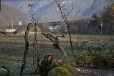 foto di vari uccellini ripresi da un capanno in Italia varie specie