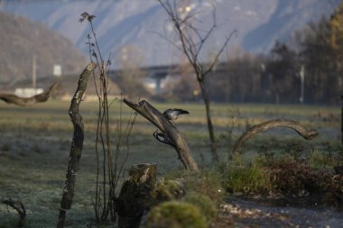 foto di vari uccellini ripresi da un capanno in Italia varie specie