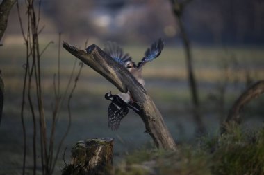 foto di vari uccellini ripresi da un capanno in Italia varie specie