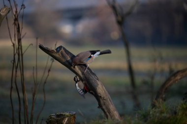 foto di vari uccellini ripresi da un capanno in Italia varie specie